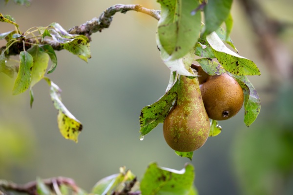 Aides couplées végétales : du nouveau pour la catégorie « Fruits transformés »