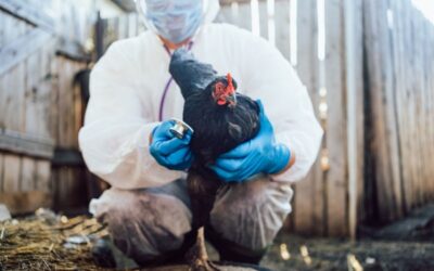 Grippe aviaire : une amélioration pour le printemps 2025 !