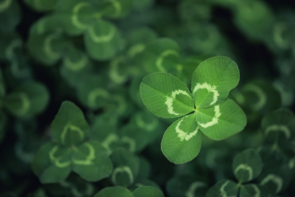 Joaillerie : le trèfle à quatre feuilles victime d’un parasit(isme) ?