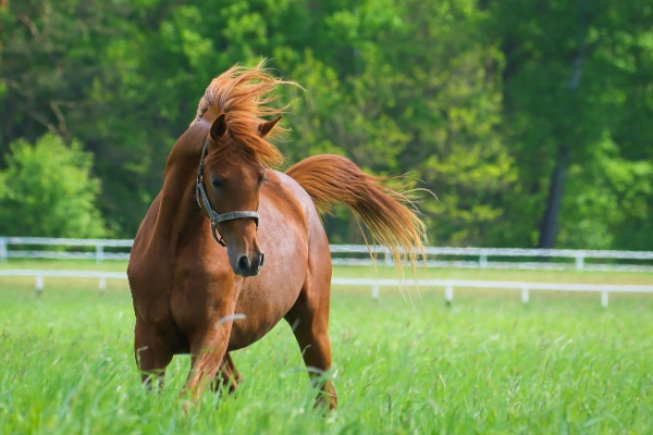 Vente de chevaux vivants : une baisse du taux de TVA en vue ?