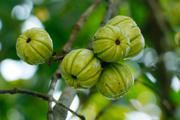 Garcinia cambogia : interdiction temporaire