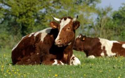 Provision pour hausse de la valeur des stocks de vaches, c’est déjà parti ?