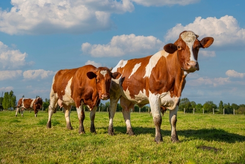 Aides agricoles : précisions à propos de l’aide aux bovins
