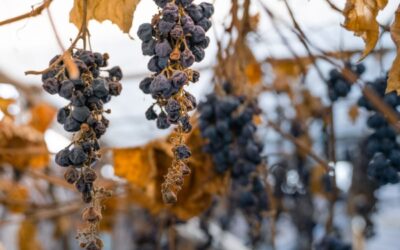 Vignes en friche : une sanction pour protéger les cultures