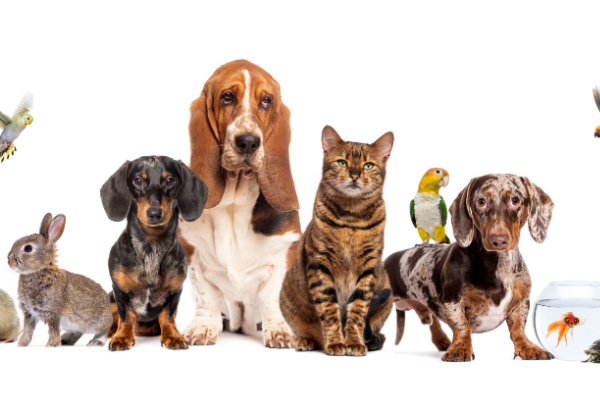 Bien-être animal : une réglementation détaillée