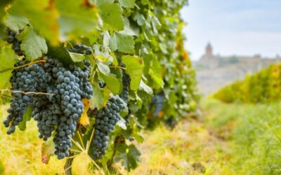 Secteur viticole : quelques nouveautés à connaître