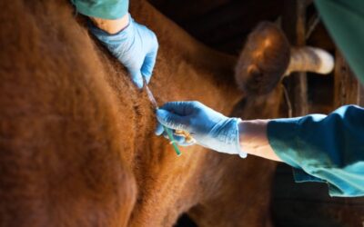 Dermatose nodulaire : extension des mesures de lutte contre la propagation