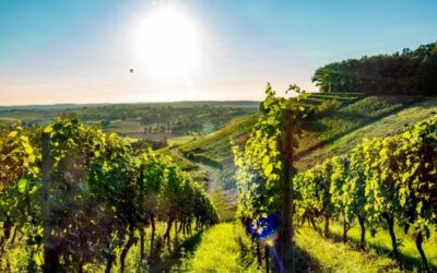 Viticulture : un sursis pour la déclaration des récoltes