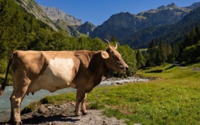 Élevage bovin en Corse : un report de l’obligation d’identification