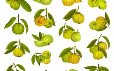 Garcinia cambogia : une interdiction temporaire toujours d’actualité ?